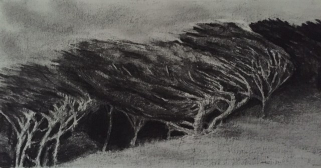 windswept-trees-new-zealand.jpg